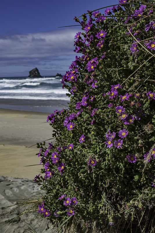 Dunedin-81