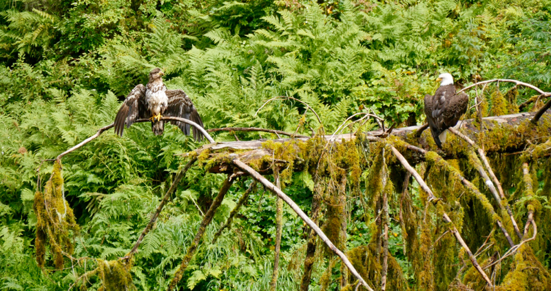 Eagles