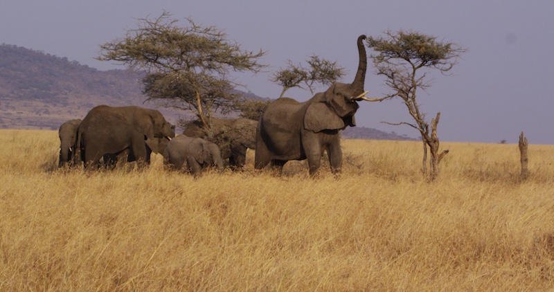 Elephants