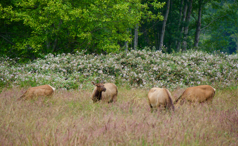Elk