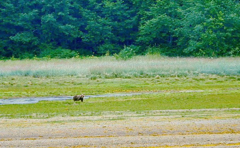 EstuaryBear
