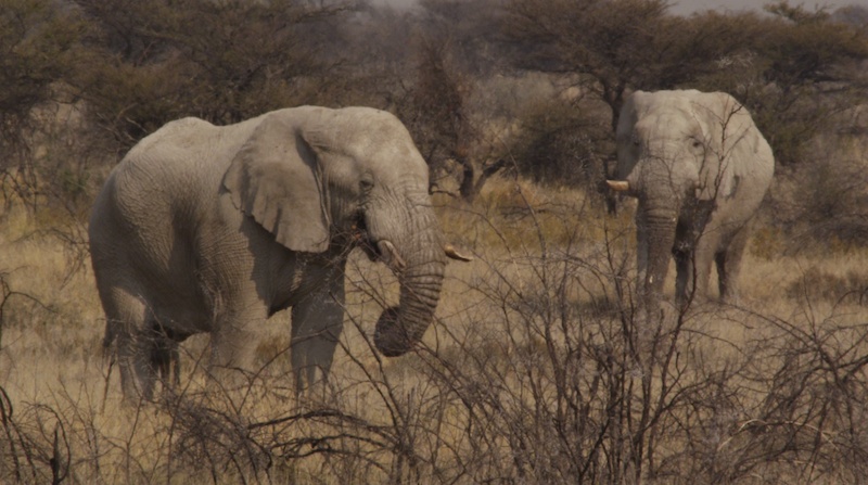 Etosha Elephants