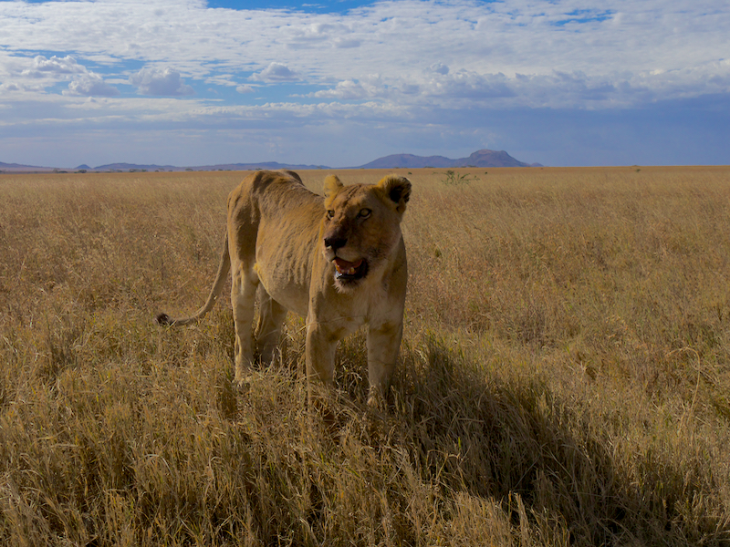 FemaleLion