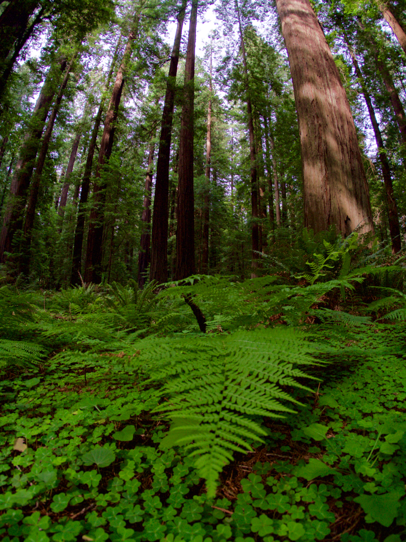 Ferns