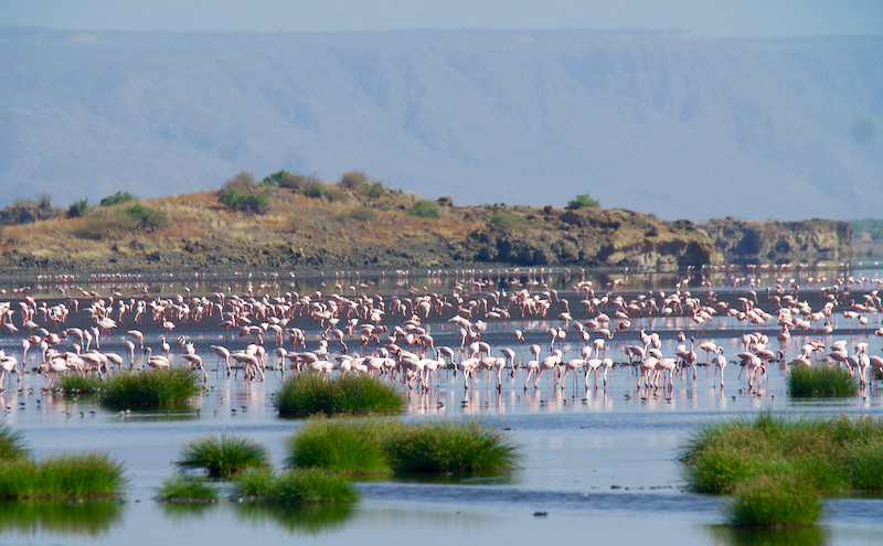 Flamingo1