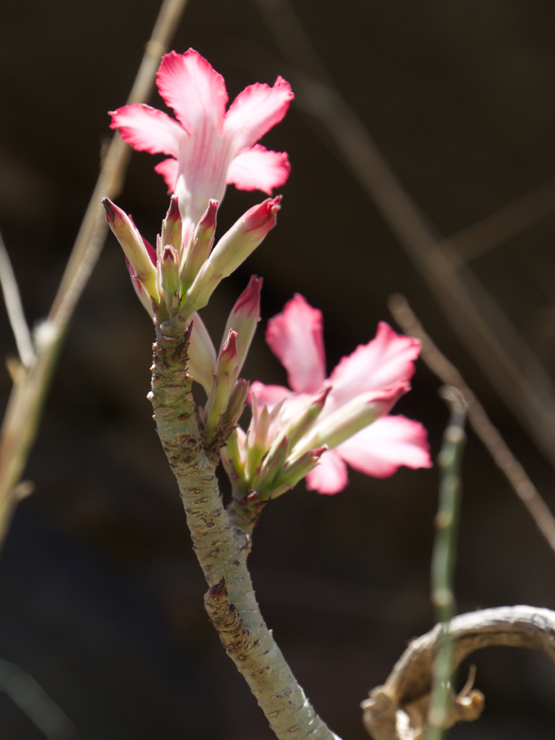 Flower2