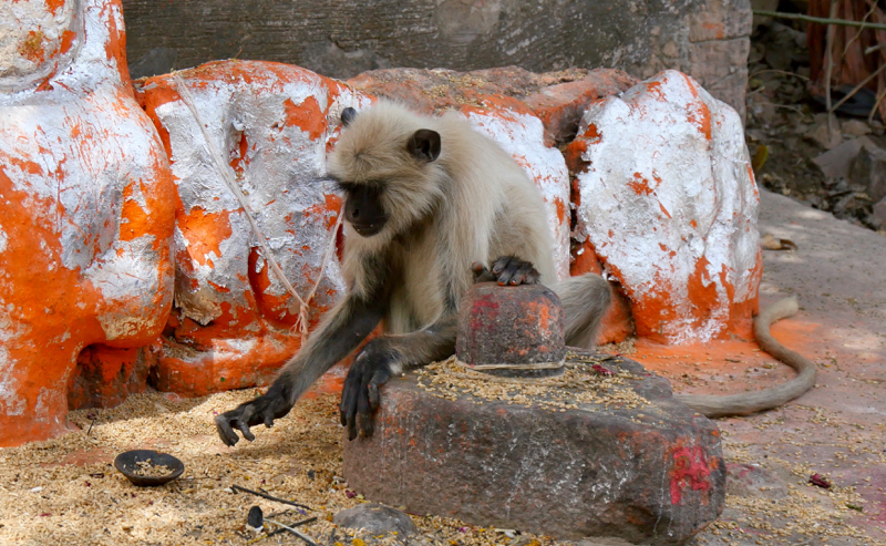 FortMonkey1