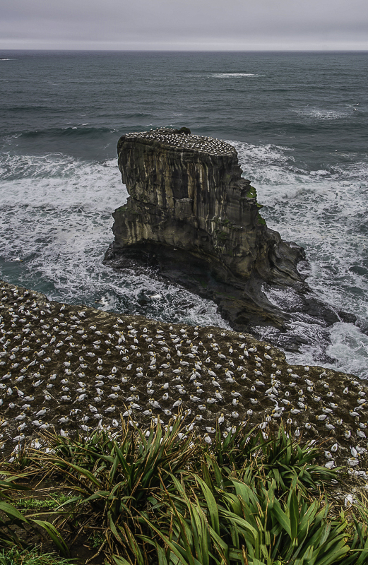 Gannet Colony-16