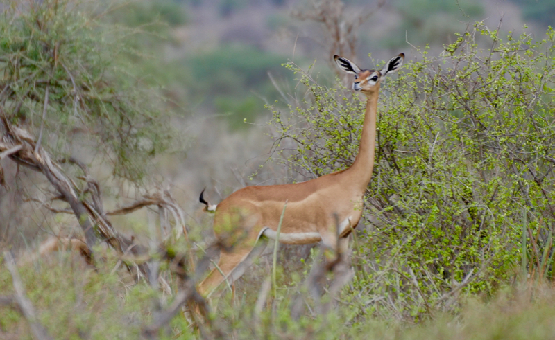 Gerenuk