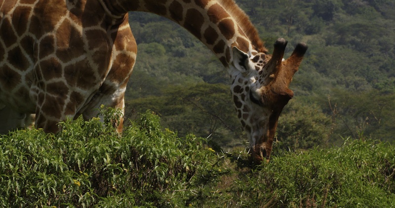 Giraffe nibbles