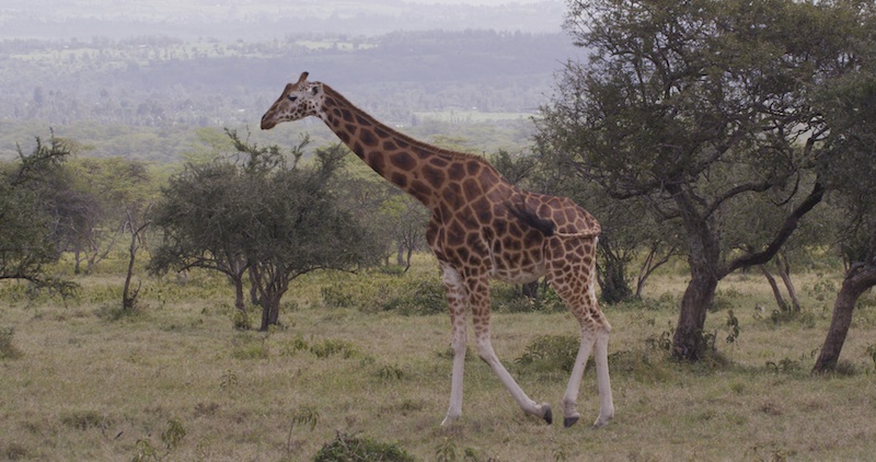 Giraffe