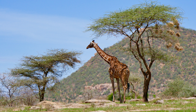 GiraffeAcacias