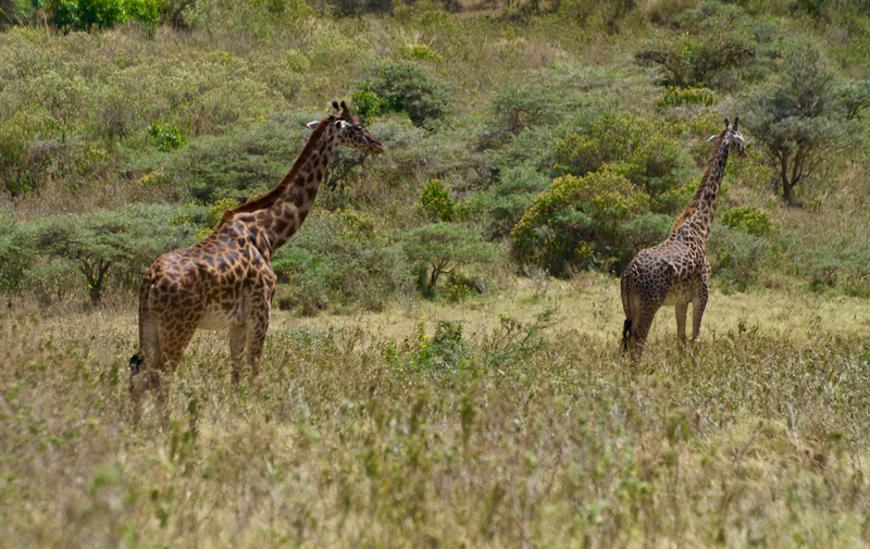 giraffepair