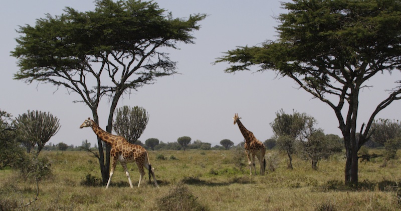 GiraffesAndAcacias