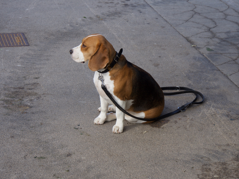 GoodDog