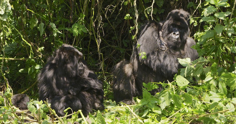 Gorilla pair