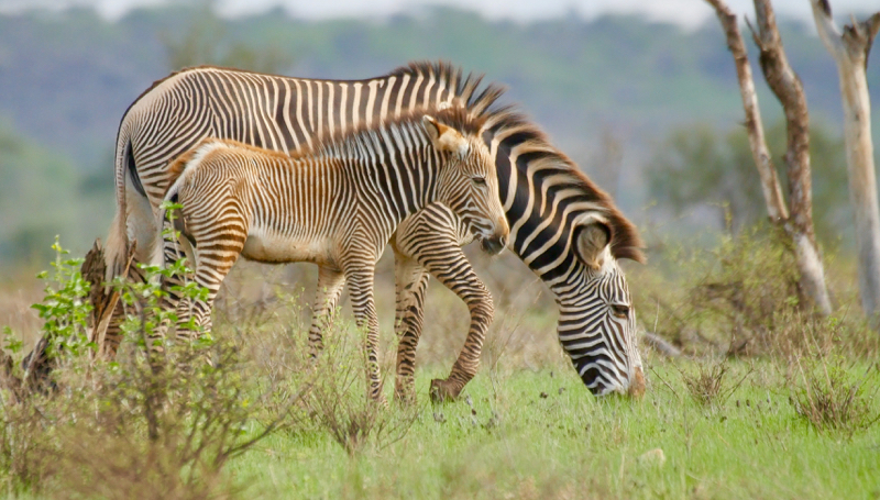 Grevy