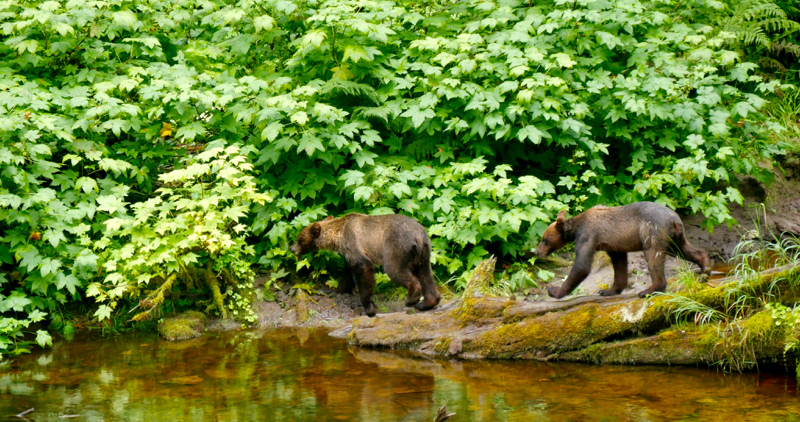 GrizCubs