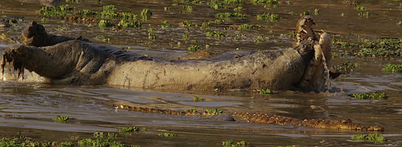 HippoCroc2