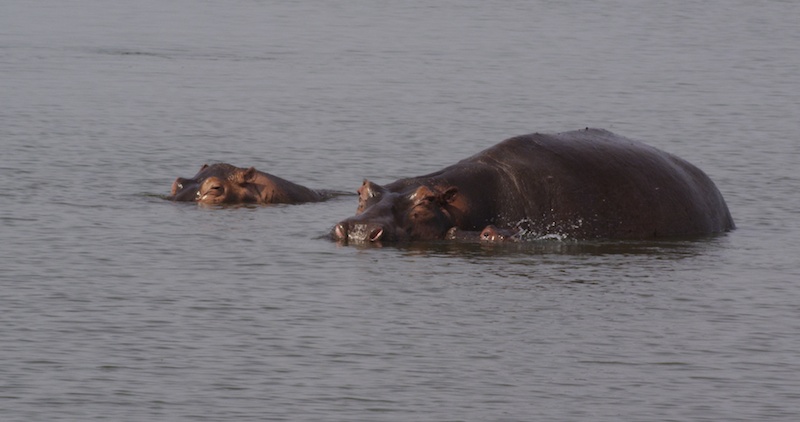 Hippos