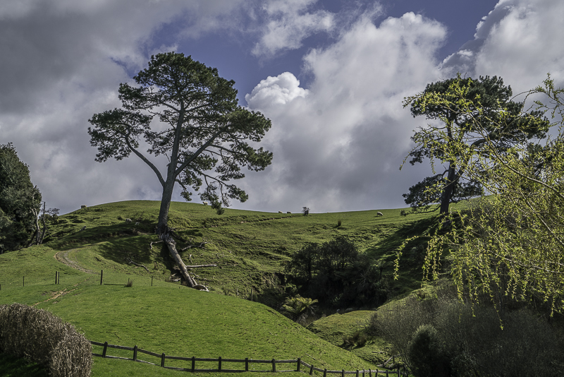 Hobbiton-153