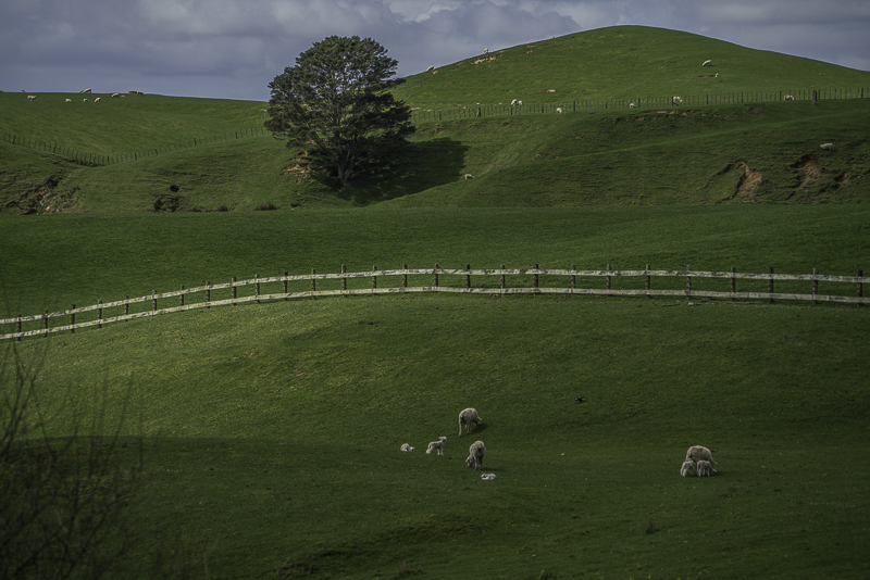 Hobbiton-211