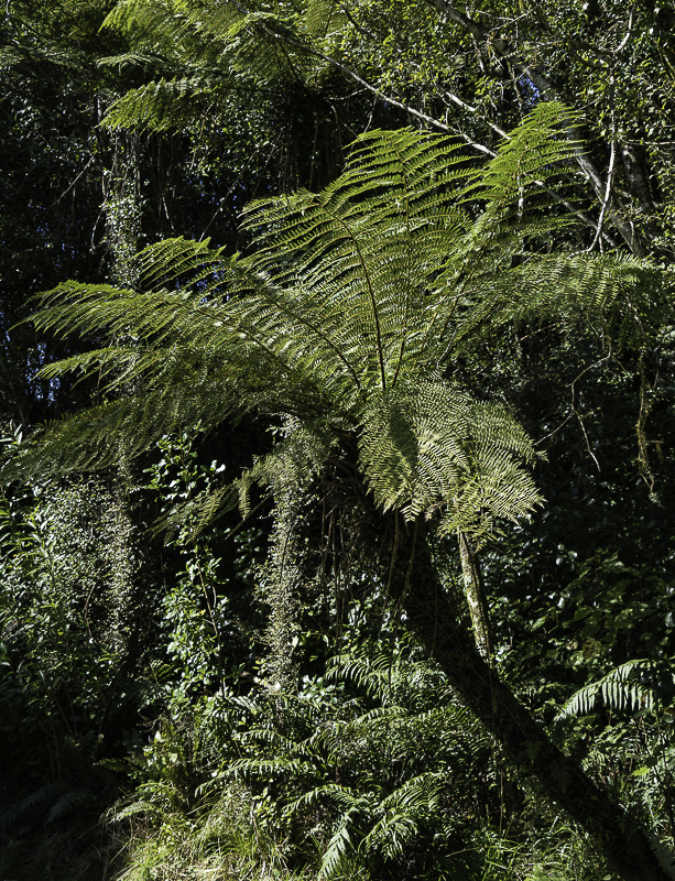 Hokatika-20