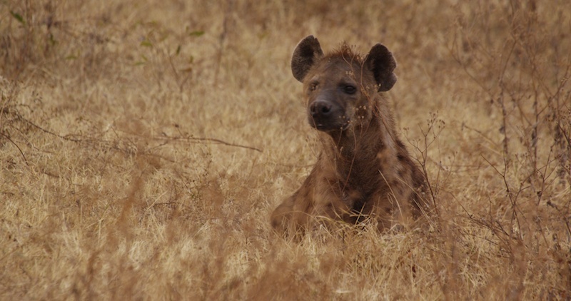 Hyena