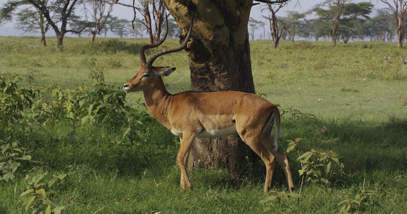 Impala