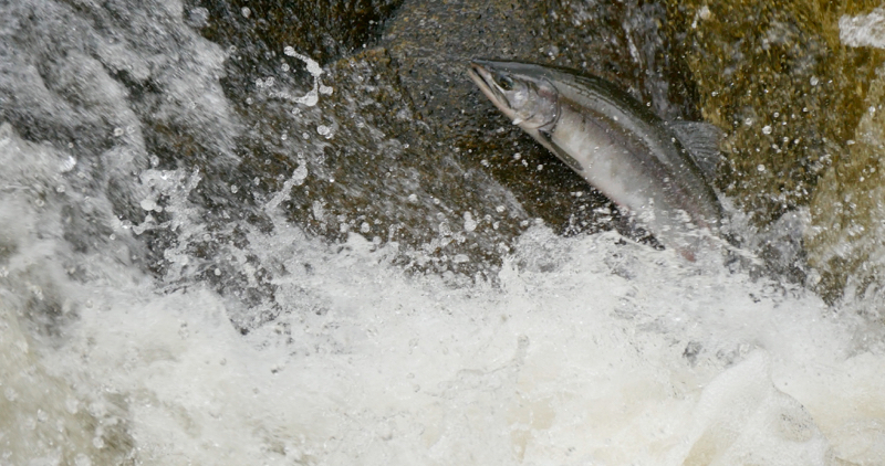 JumpingSalmon