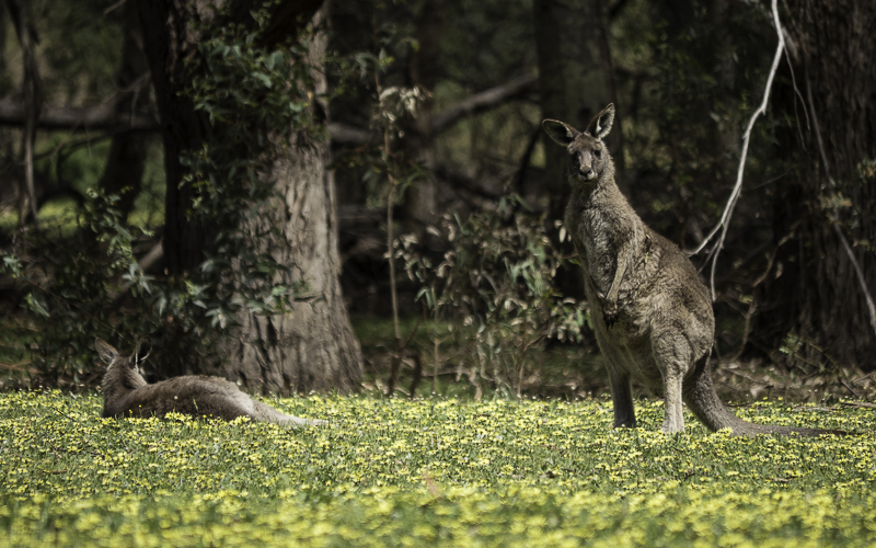 Kangaroo-6