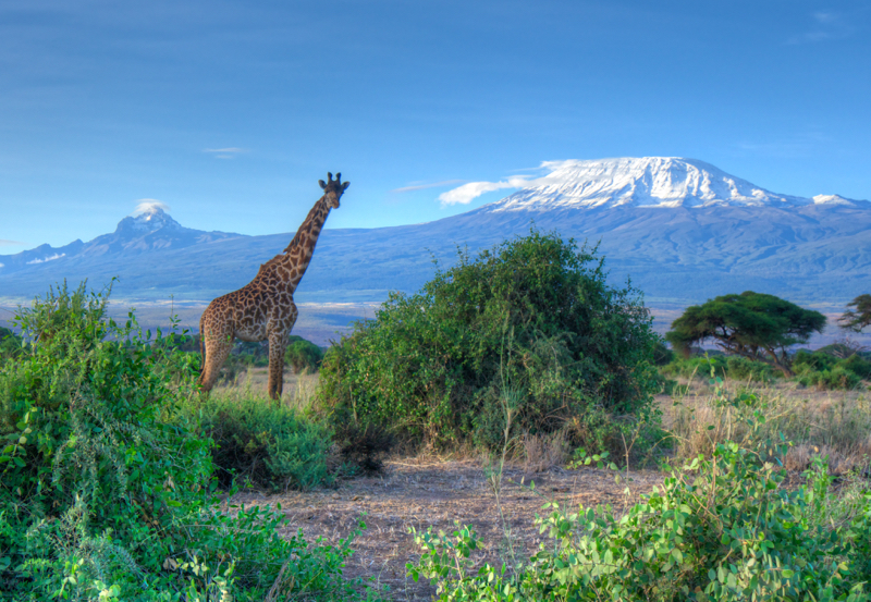 KiliGiraffe