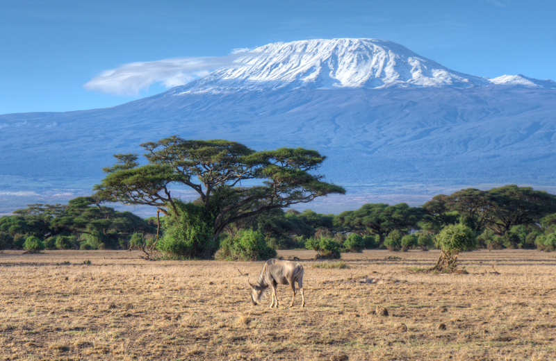 KiliWildebeest
