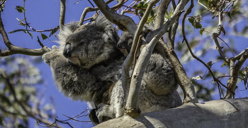 Koala4K-1
