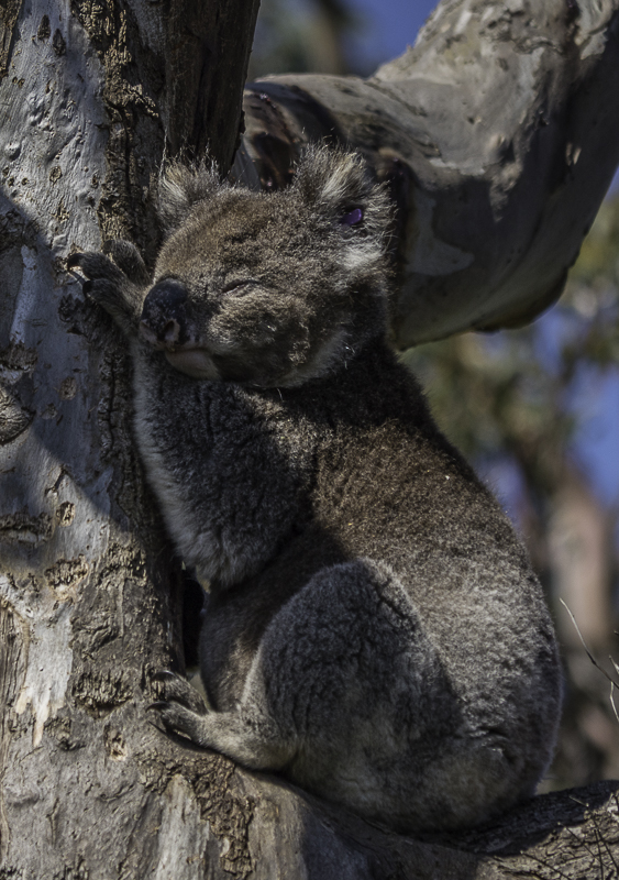 Koalas-11