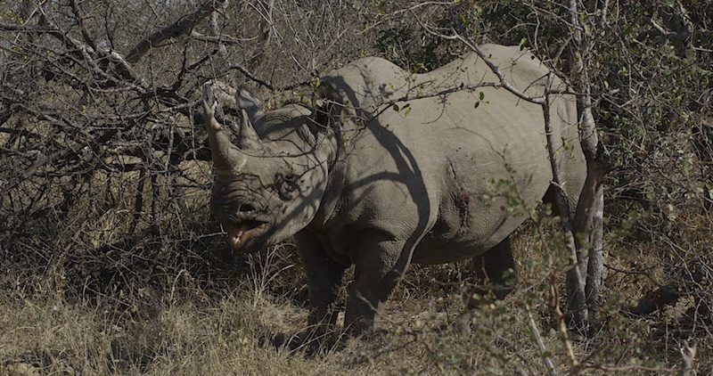KrugerBlackRhino