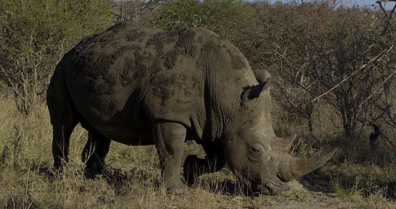 KrugerRhino