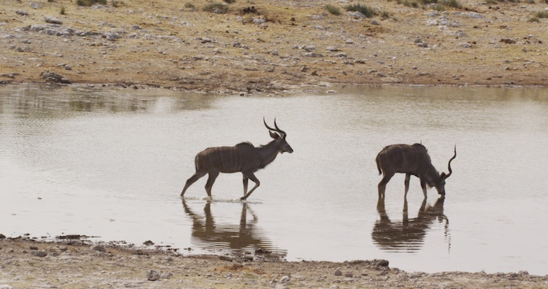 Kudu in water