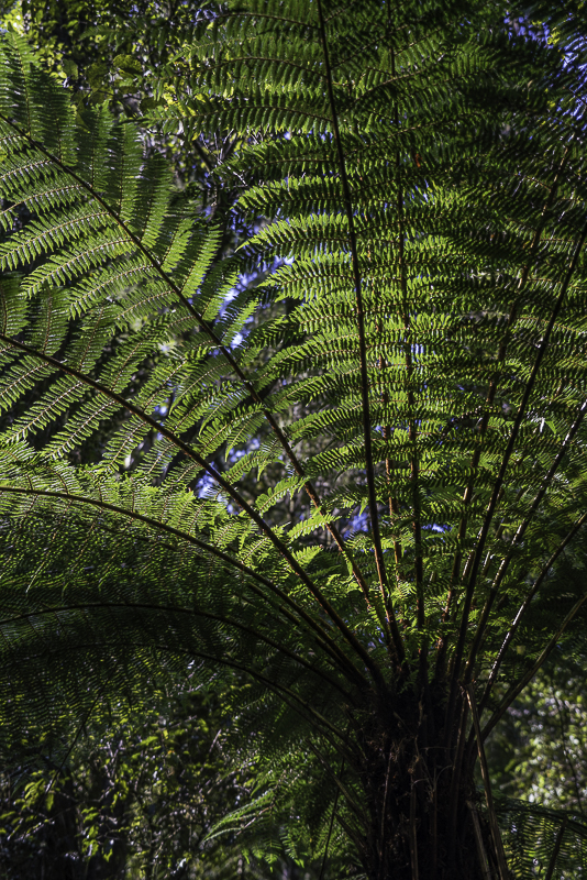 LakeMatheson-4