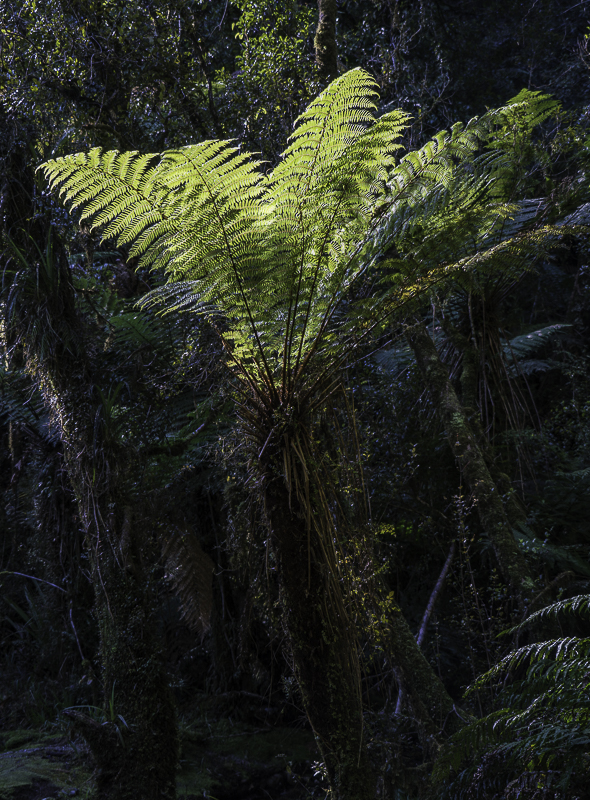 LakeMatheson-40