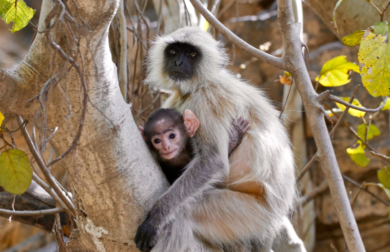 Langur