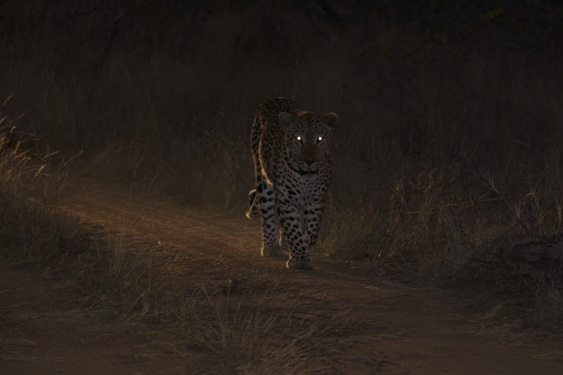 LeopardEyes
