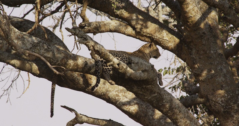 Leopards in tree