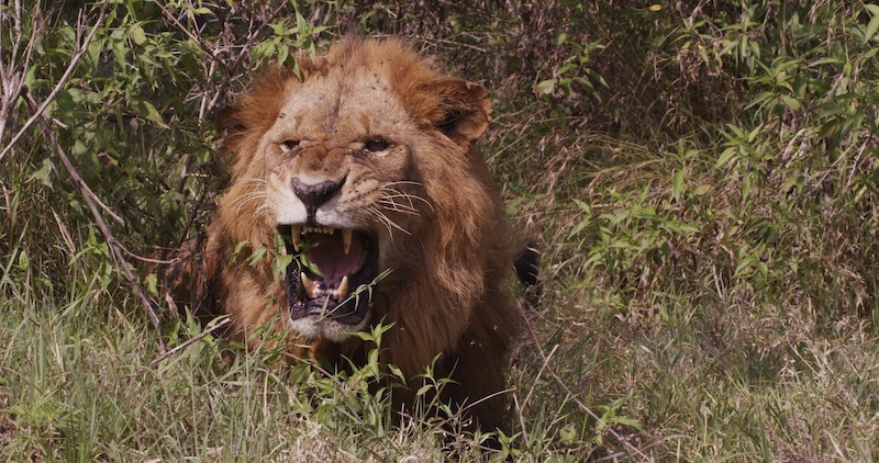 Lion Roar