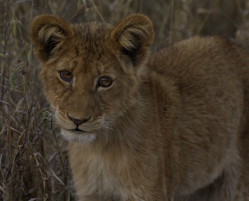 LionCub