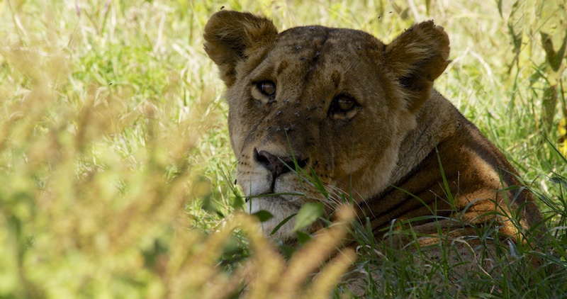 Lioness