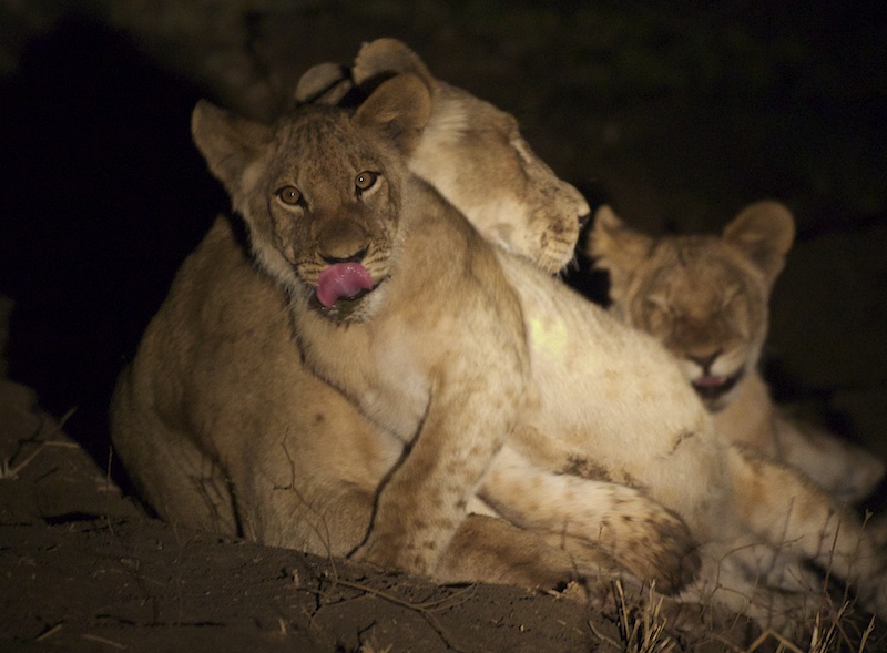 LionLicks