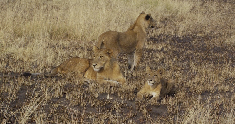 Lions