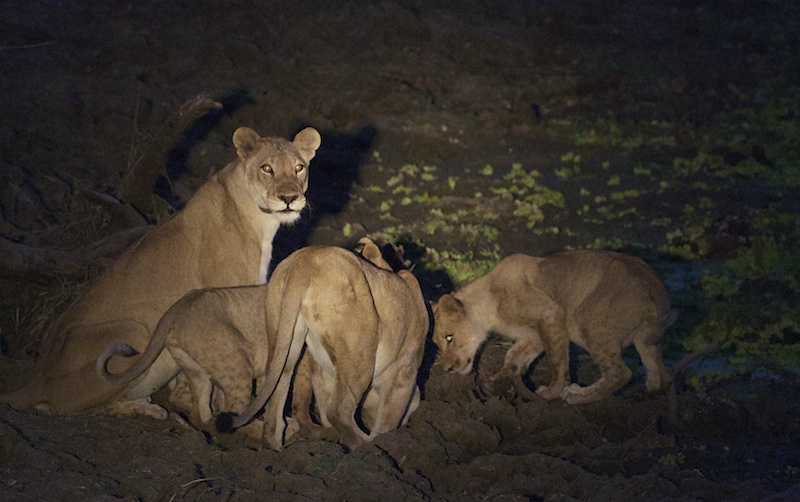LionsAtWaterhole