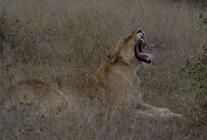 LionYawns